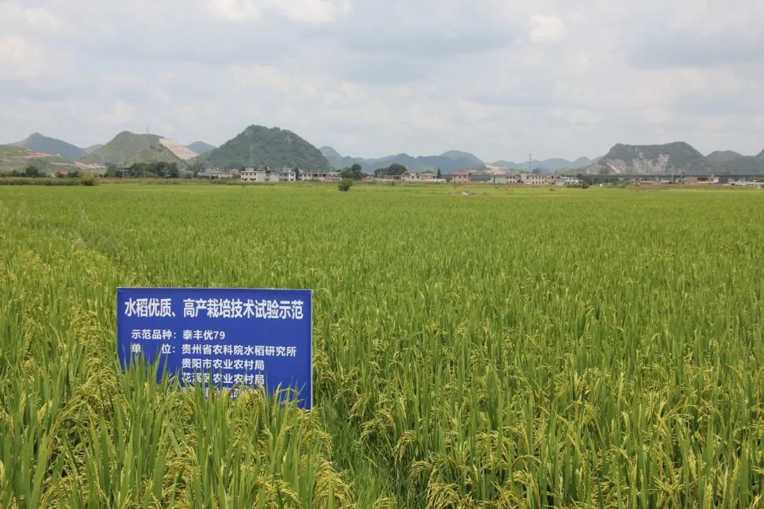 科技下乡·城乡融合 省农业农村厅十条新举措赋能贵安新区统筹发展“试验田”