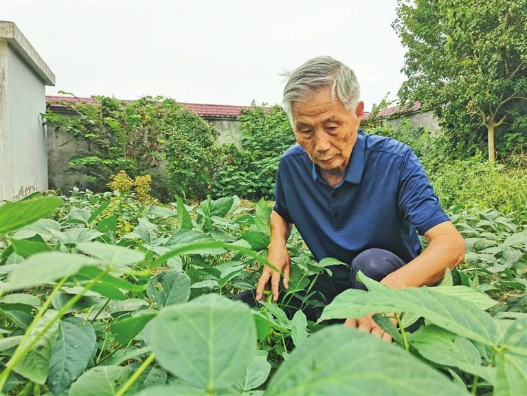 为了豆菽的清香——记仙桃市九合垸原种场农技推广研究员唐崇伟